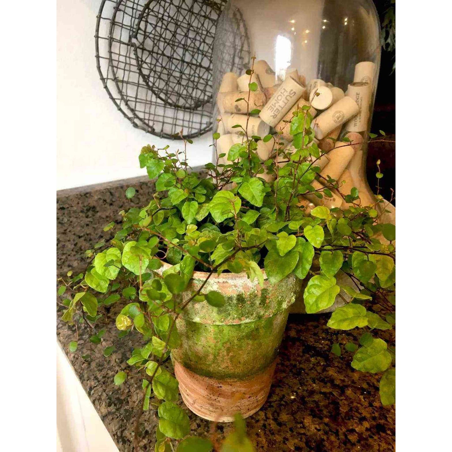Creeping fig green plant in 4-inch handcrafted mossy pot on countertop