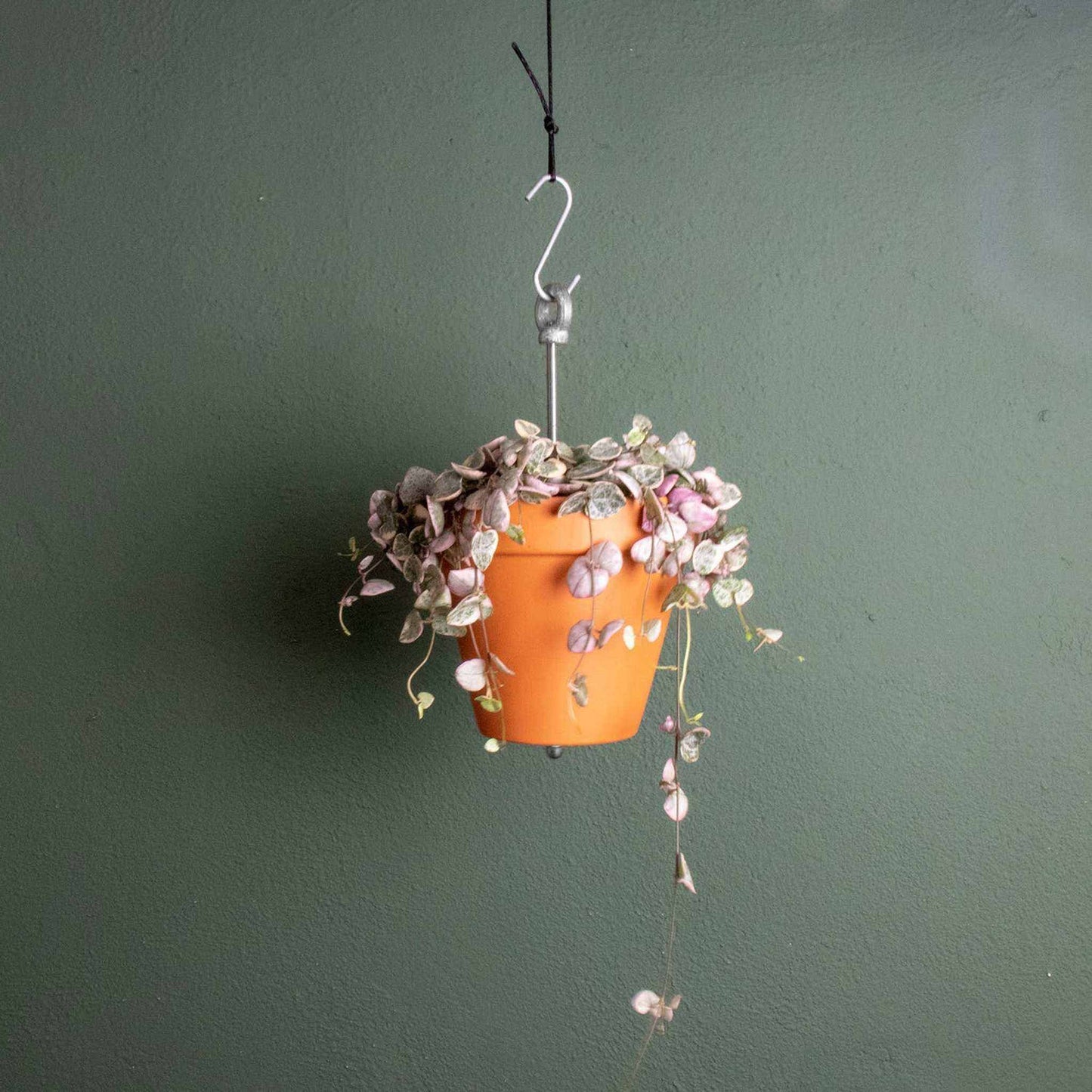 
                  
                    Bolty – Hanging planter system for plant pots - Curated Home Decor
                  
                