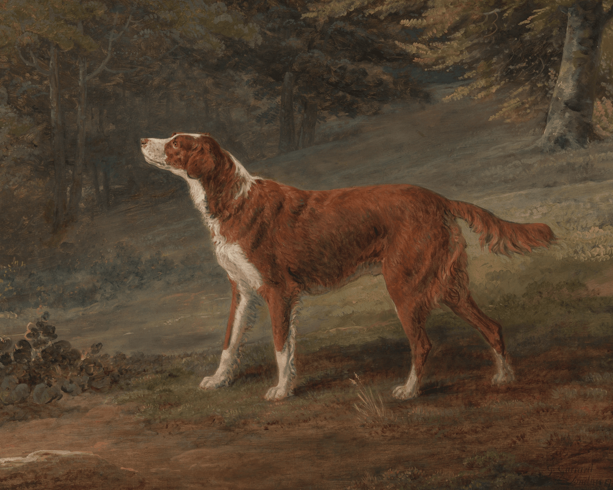 
                  
                    Ranger the Setter Hound Antique Art Print - Curated Home Decor
                  
                
