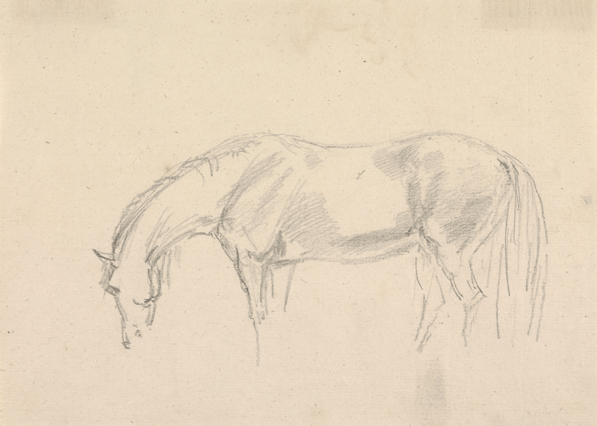 
                  
                    A Horse Grazing Sketch Antique Art Print: 5x7 - Curated Home Decor
                  
                