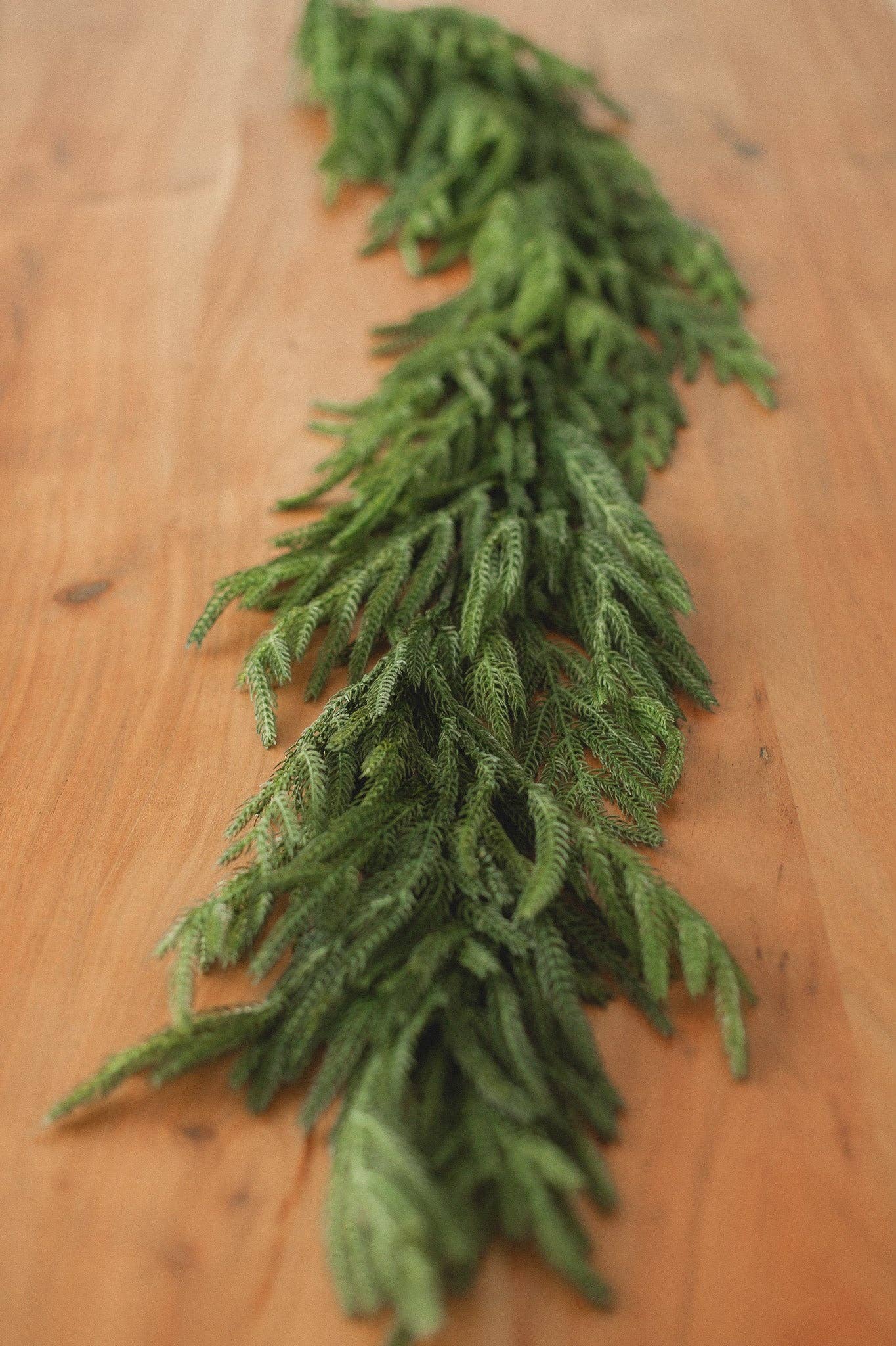 Norfolk Pine Garland - Curated Home Decor