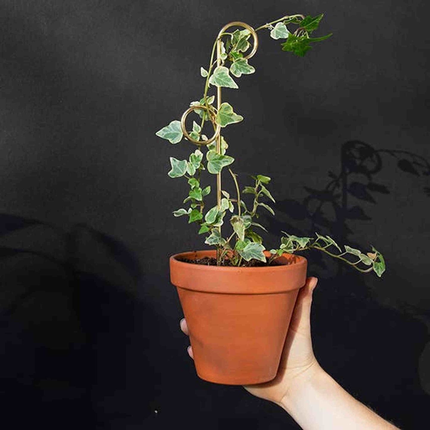 
                  
                    Set of 4 Mini Plant Stakes: Black - Curated Home Decor
                  
                