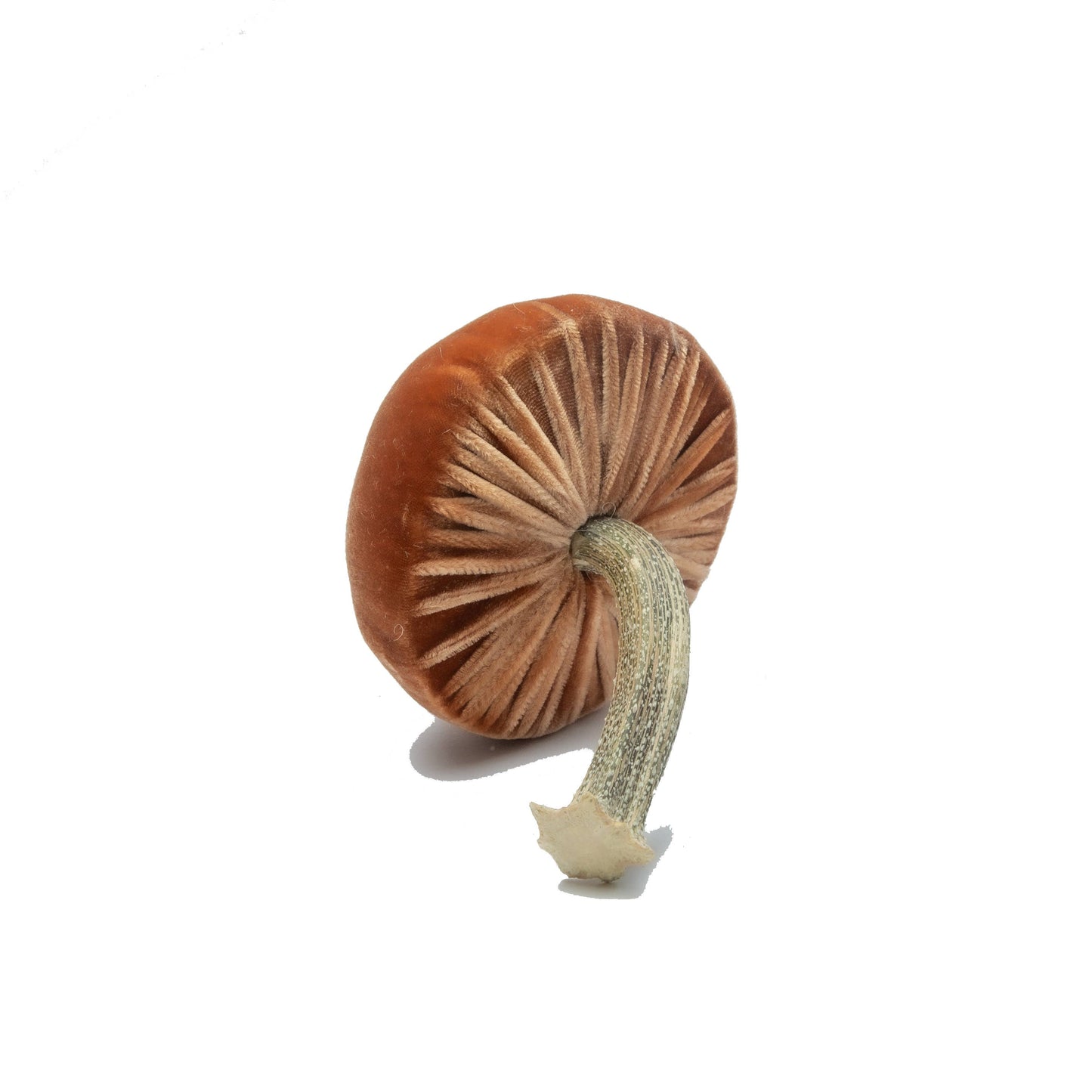 
                  
                    Small Spice – 3"
                  
                