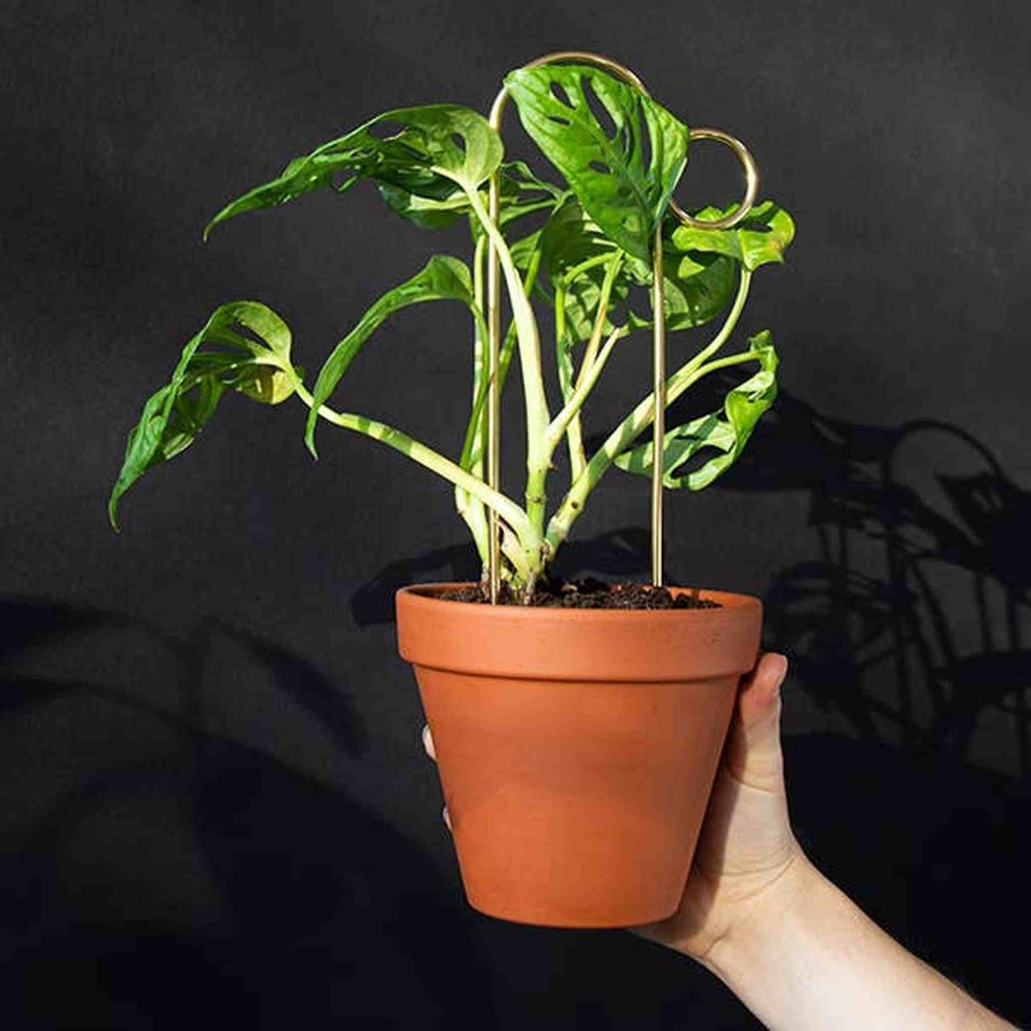 
                  
                    Set of 4 Mini Plant Stakes: Black - Curated Home Decor
                  
                