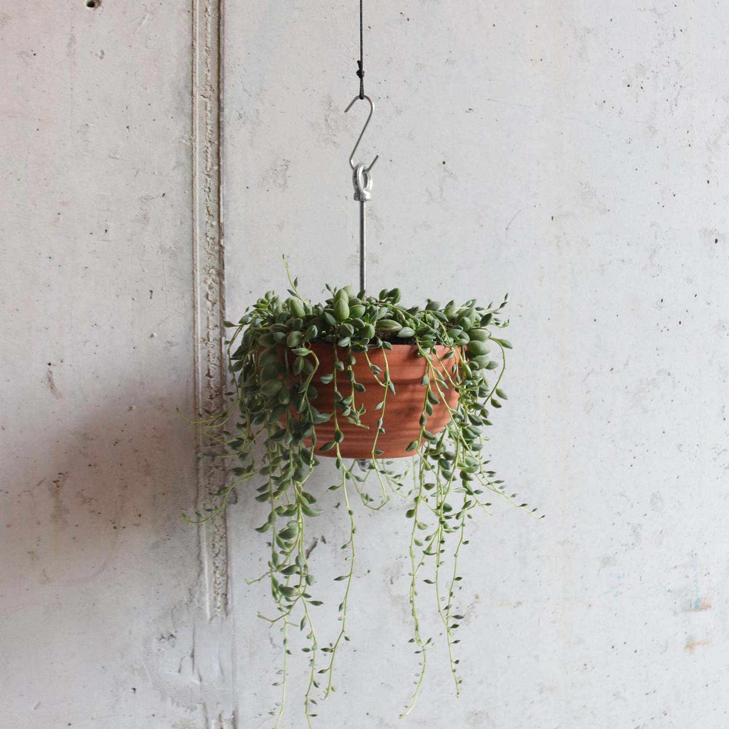 
                  
                    Bolty – Hanging planter system for plant pots - Curated Home Decor
                  
                