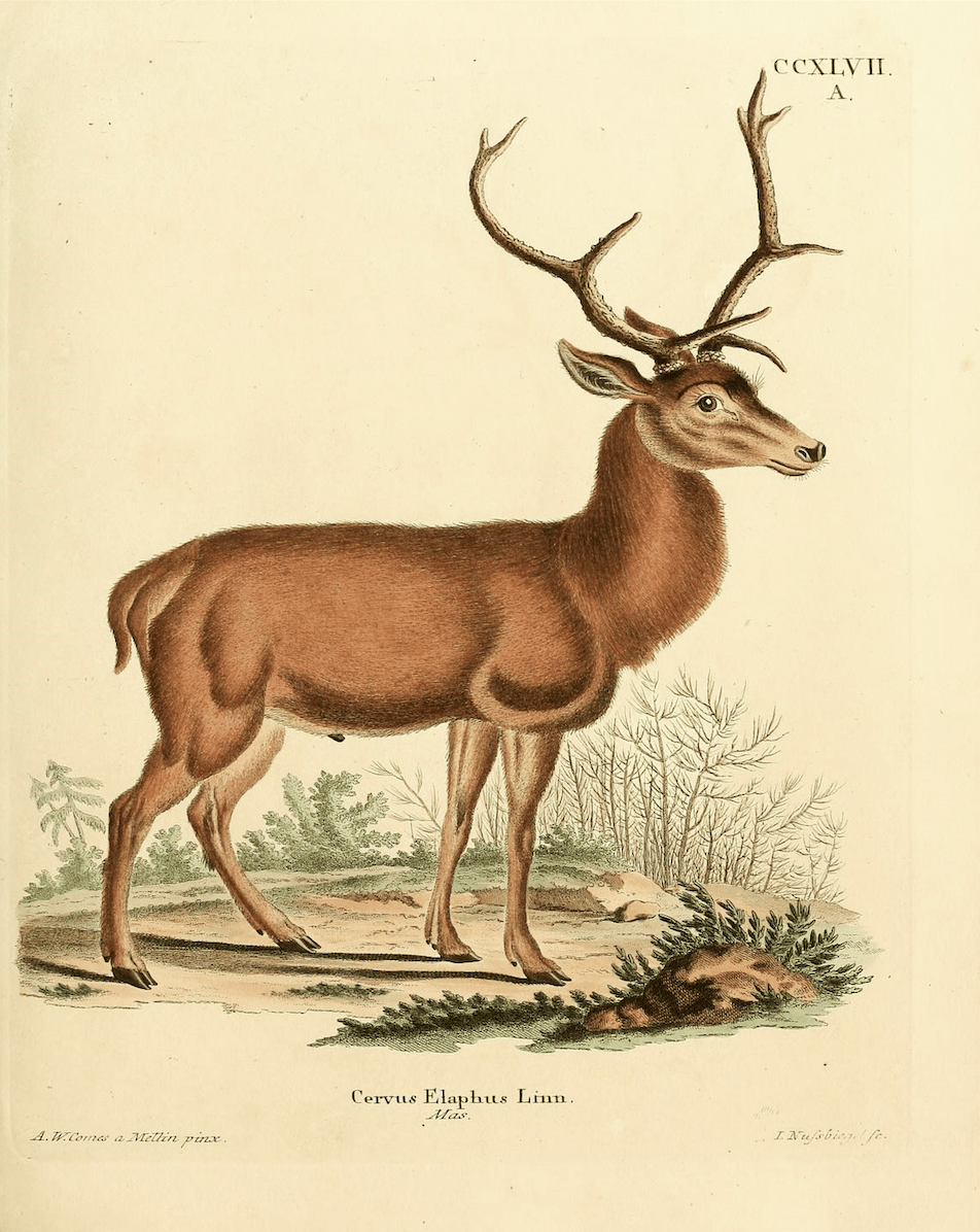 
                  
                    German Deer Antique Art Print - Curated Home Decor
                  
                