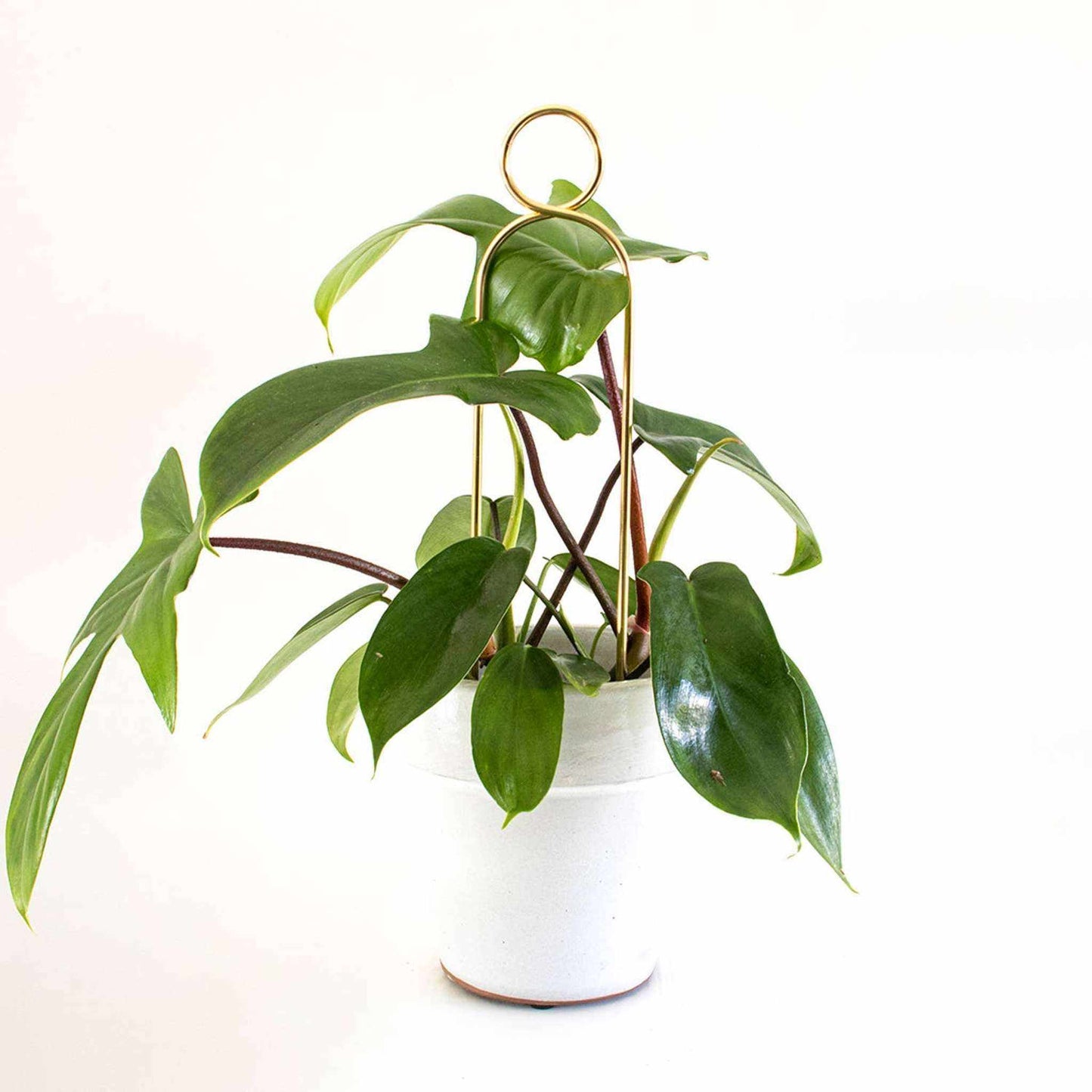 
                  
                    Mini Gold Plant Stake from rust - proof metal - Pompom - Curated Home Decor
                  
                