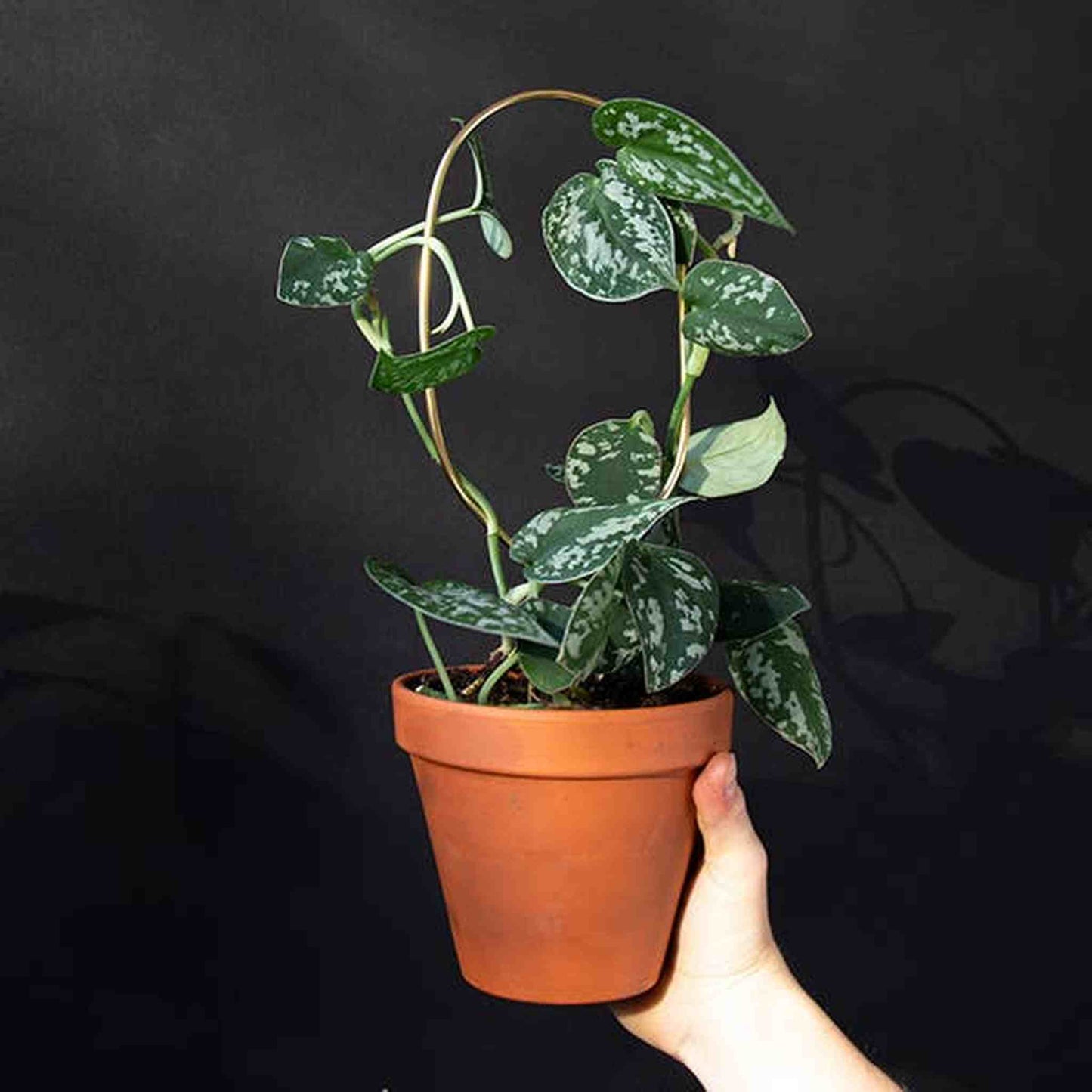 
                  
                    Set of 4 Mini Plant Stakes: Black - Curated Home Decor
                  
                