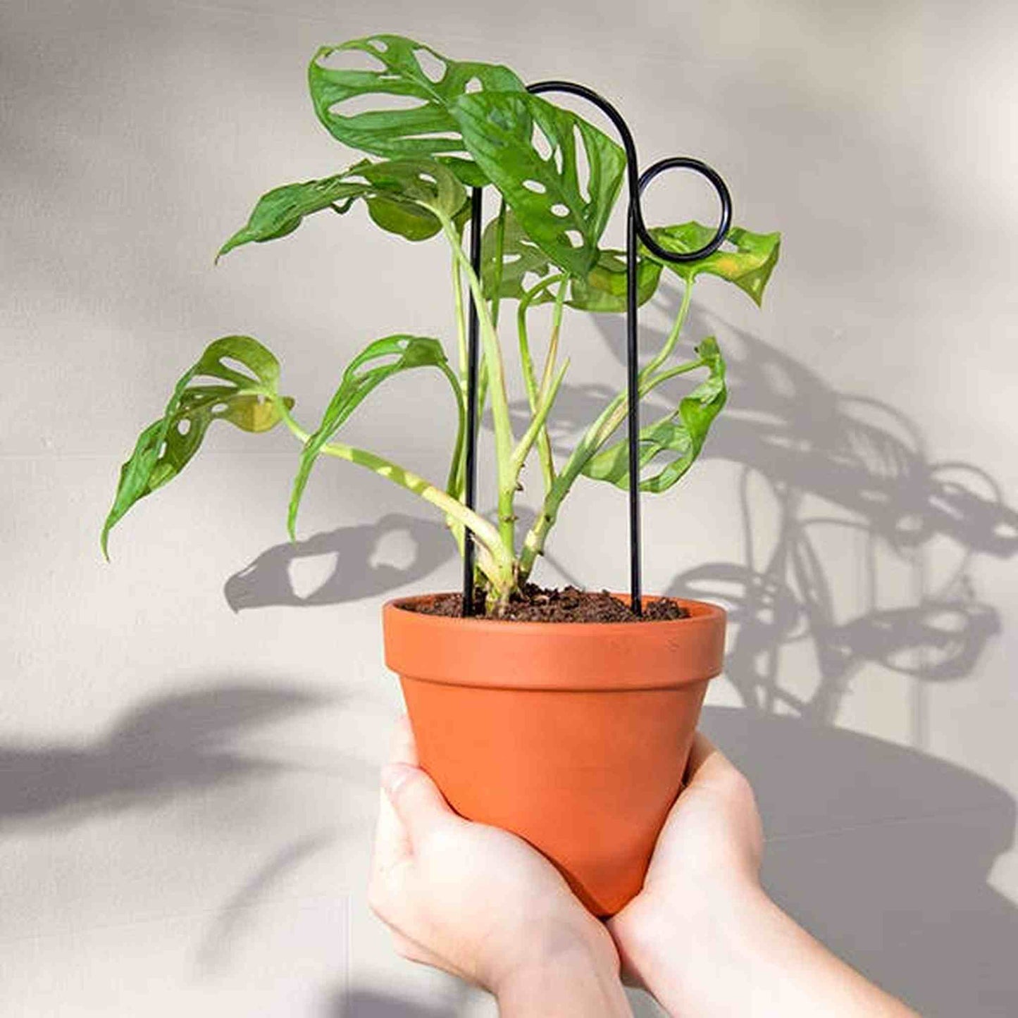
                  
                    Set of 4 Mini Plant Stakes: Black - Curated Home Decor
                  
                