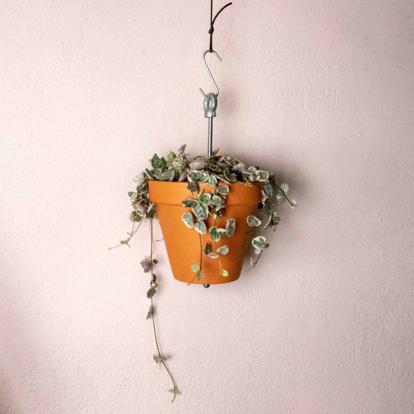 
                  
                    Bolty – Hanging planter system for plant pots - Curated Home Decor
                  
                