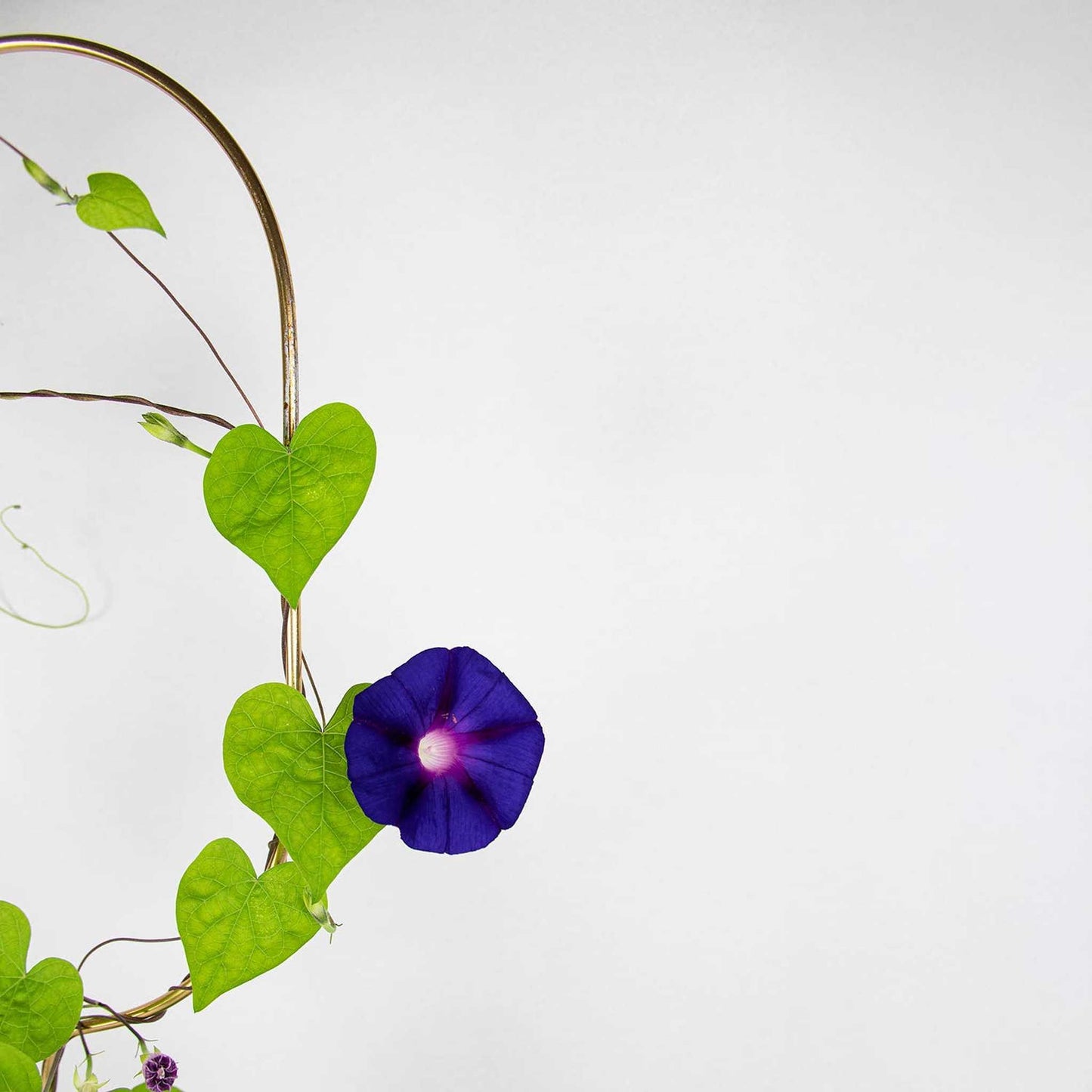 
                  
                    Gold Metal Plant Stake – Arch - Curated Home Decor
                  
                