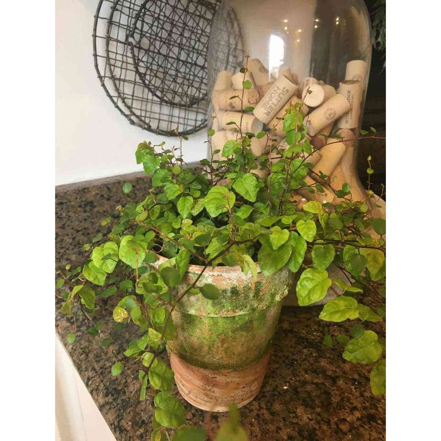 Creeping Fig Green Plant in 4-inch handcrafted European pot on countertop