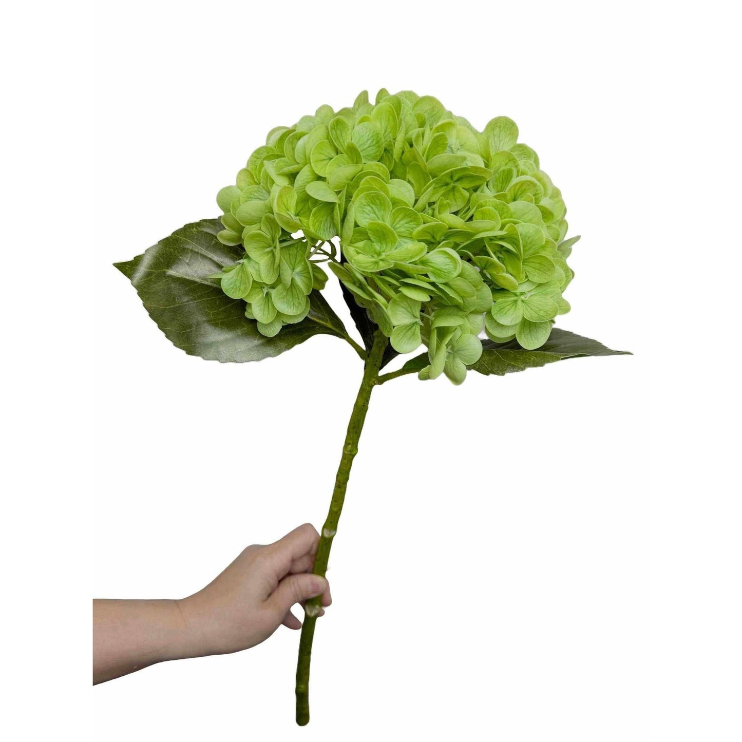 22-inch large bloom green real touch hydrangea stem with lifelike petals and thick stem held by hand
