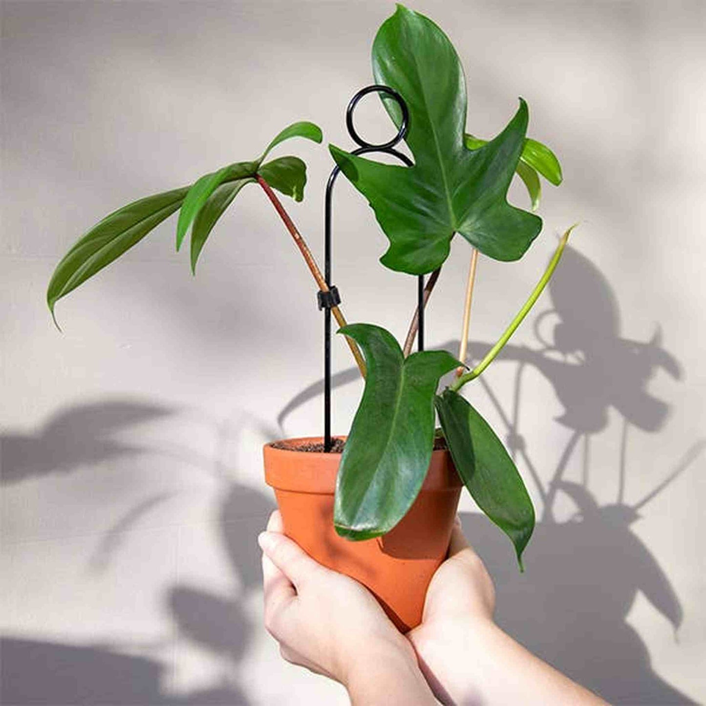 
                  
                    Set of 4 Mini Plant Stakes: Black - Curated Home Decor
                  
                