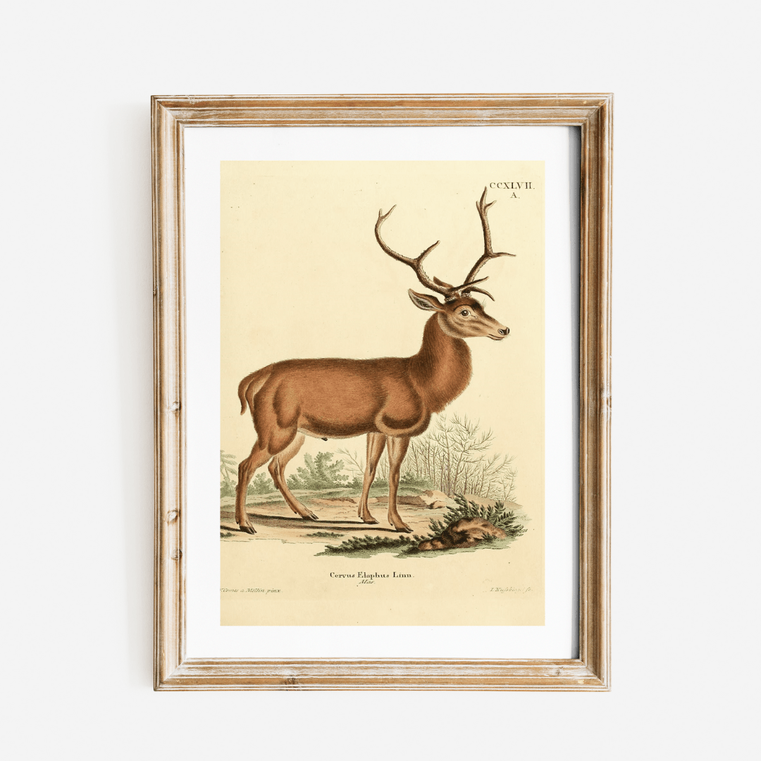 
                  
                    German Deer Antique Art Print - Curated Home Decor
                  
                