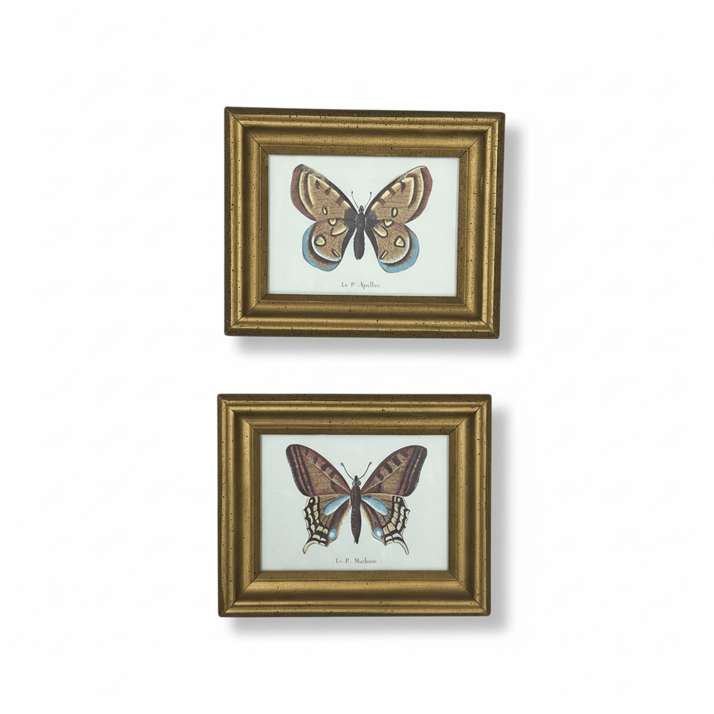 Pair of vintage framed butterfly prints in warm gilt frames with glass front