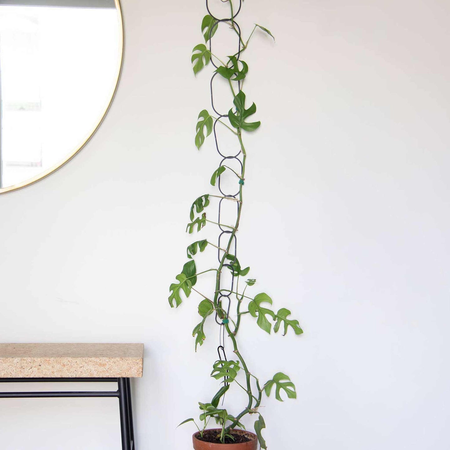
                  
                    Black Brass Chain - Plant Support for climbing plants - Curated Home Decor
                  
                