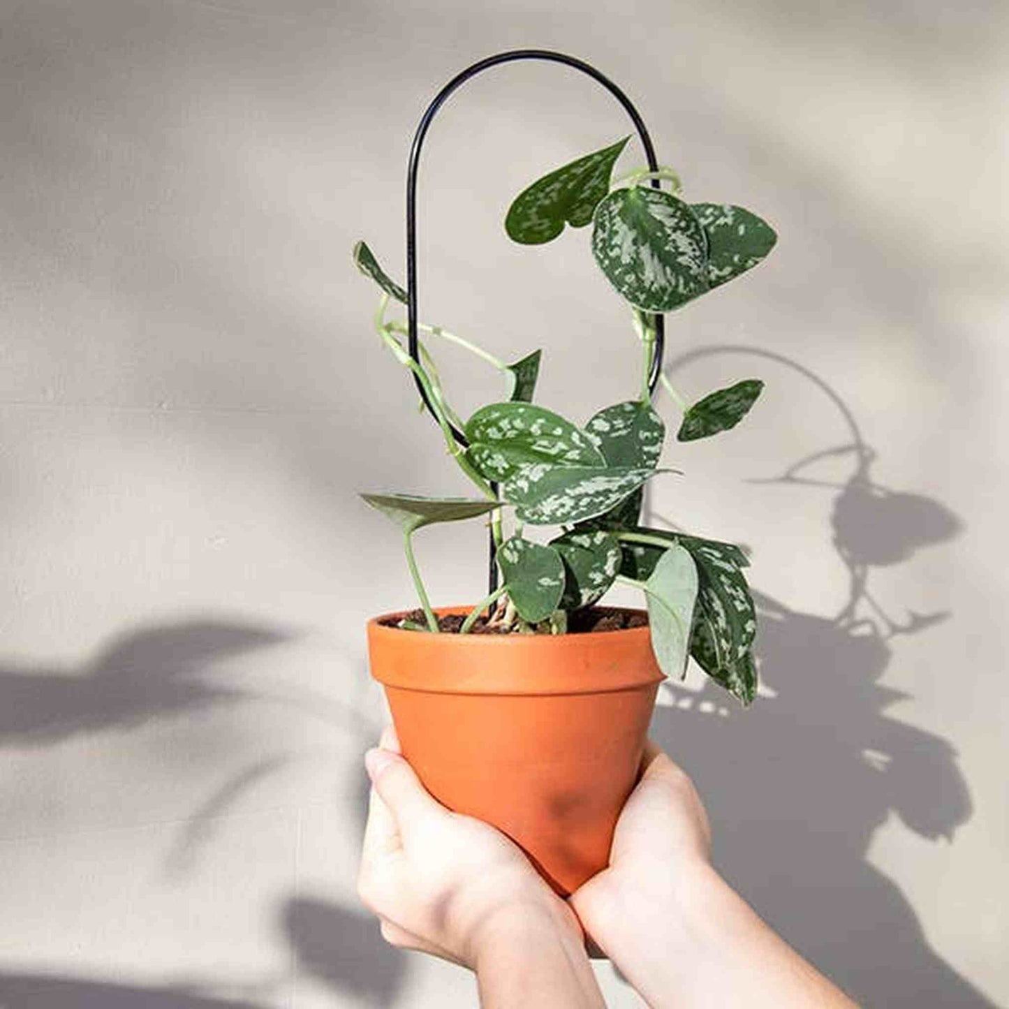 
                  
                    Set of 4 Mini Plant Stakes: Black - Curated Home Decor
                  
                