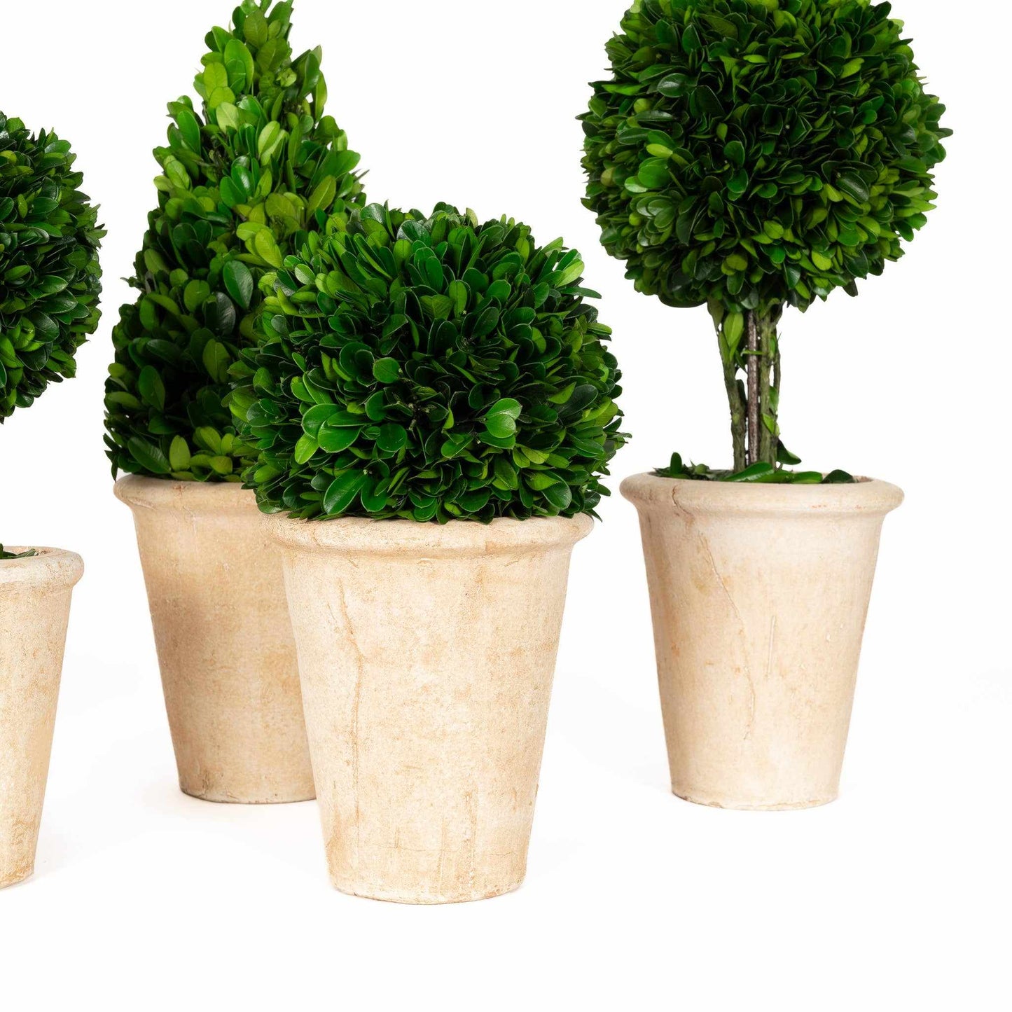 
                  
                    Preserved Boxwood Topiary Assortment - Curated Home Decor
                  
                
