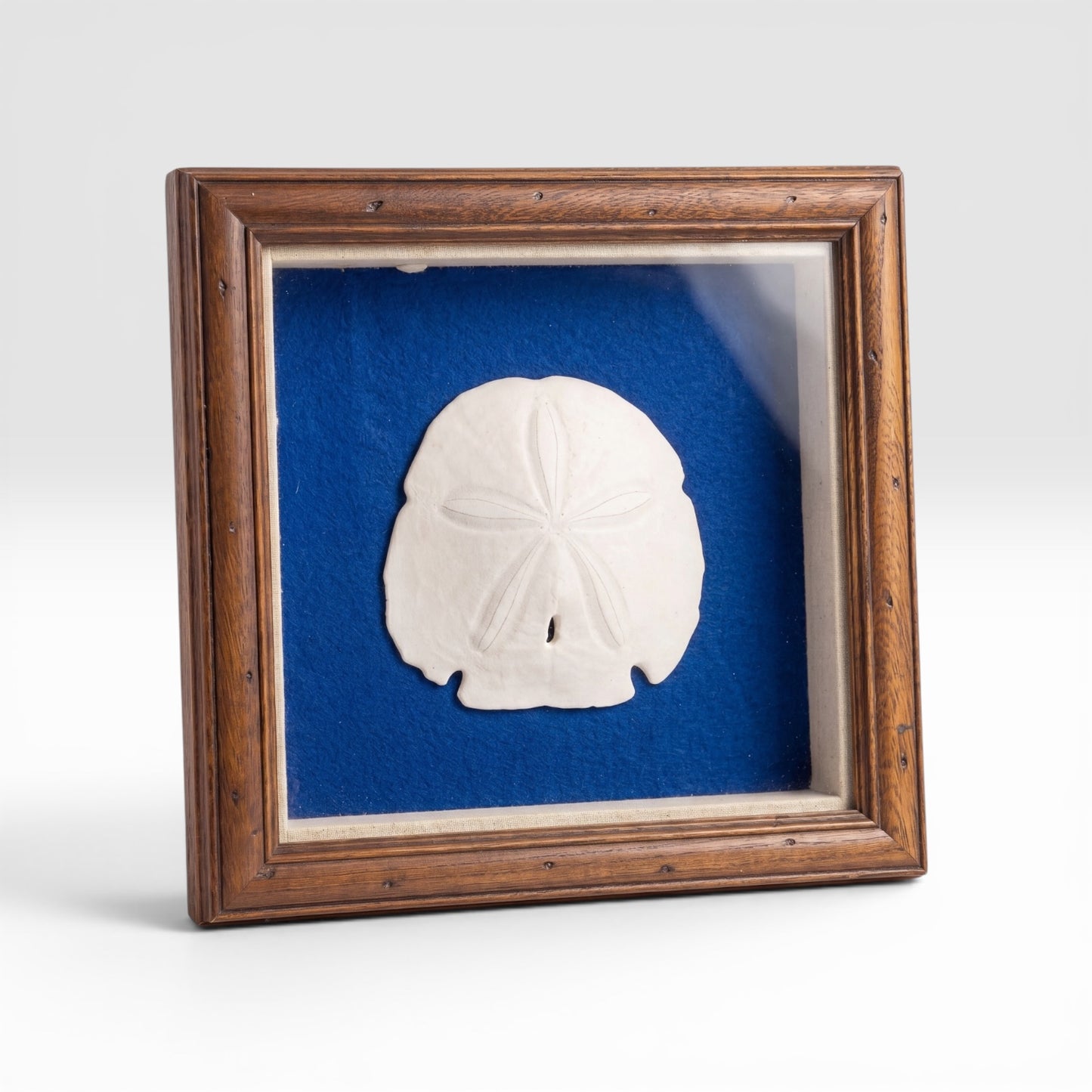 Vintage Sand Dollar Specimen in Oak Shadow Box - Curated Home Decor