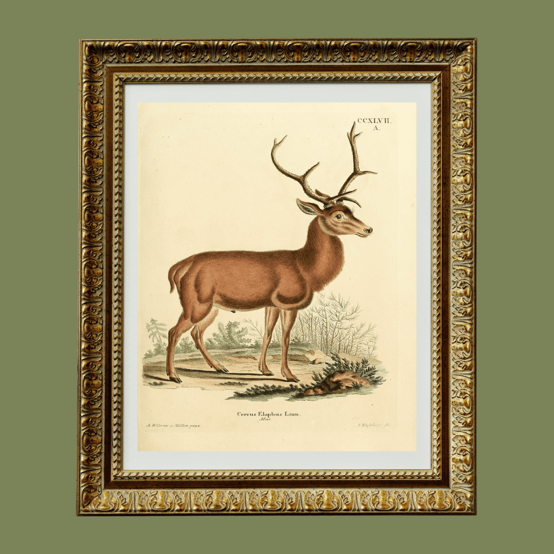 
                  
                    German Deer Antique Art Print - Curated Home Decor
                  
                