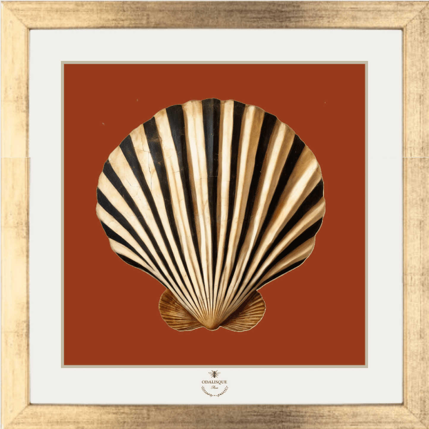 Bold two-tone scallop shell illustration on sienna background framed in aged gilded wood under glass