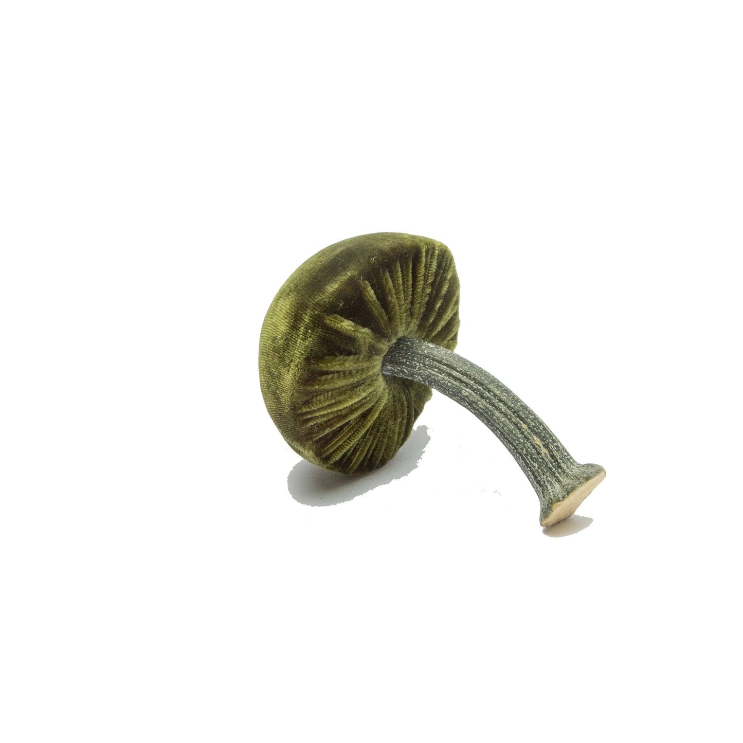 
                  
                    Mini Moss – 2"
                  
                