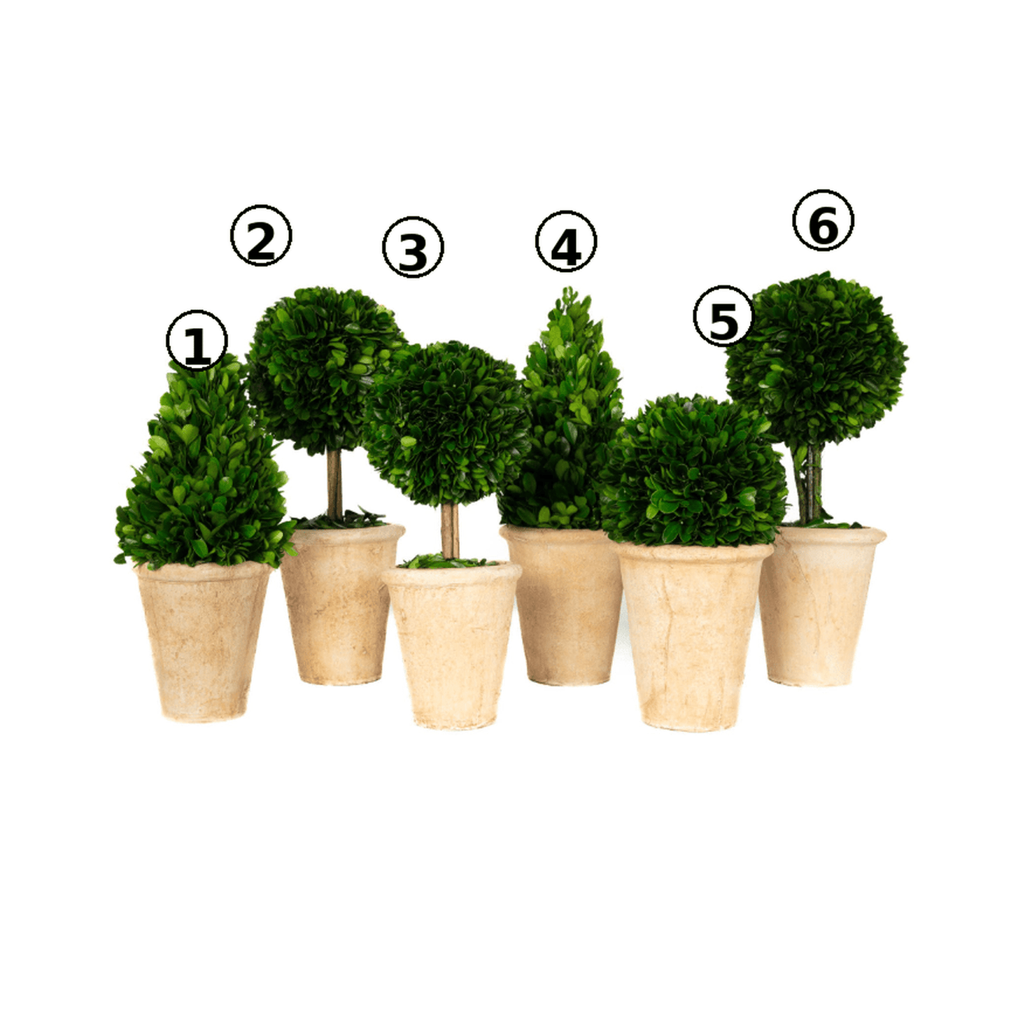 
                  
                    Preserved Boxwood Topiary Assortment - Curated Home Decor
                  
                