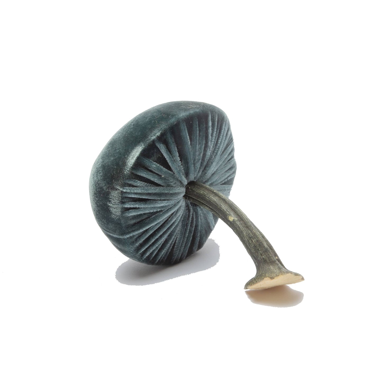
                  
                    Small Wedgewood – 3"
                  
                
