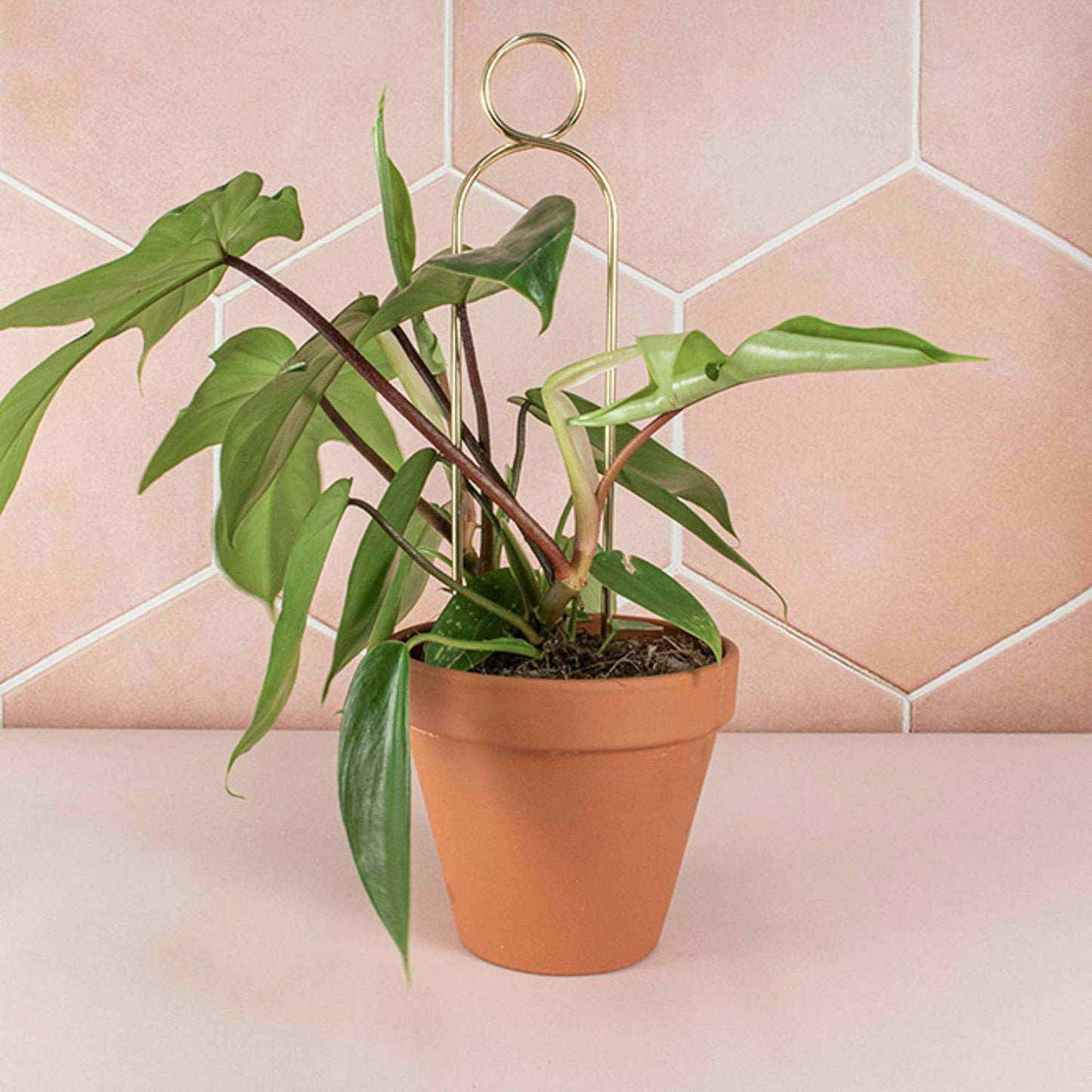 
                  
                    Mini Gold Plant Stake from rust - proof metal - Pompom - Curated Home Decor
                  
                