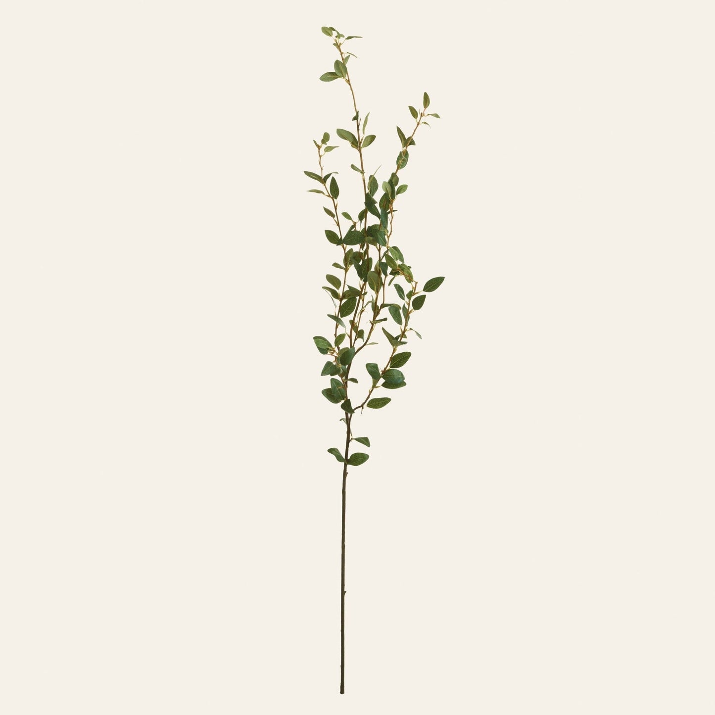 
                  
                    Creeping Willow Branch (Salix Repens) - Curated Home Decor
                  
                