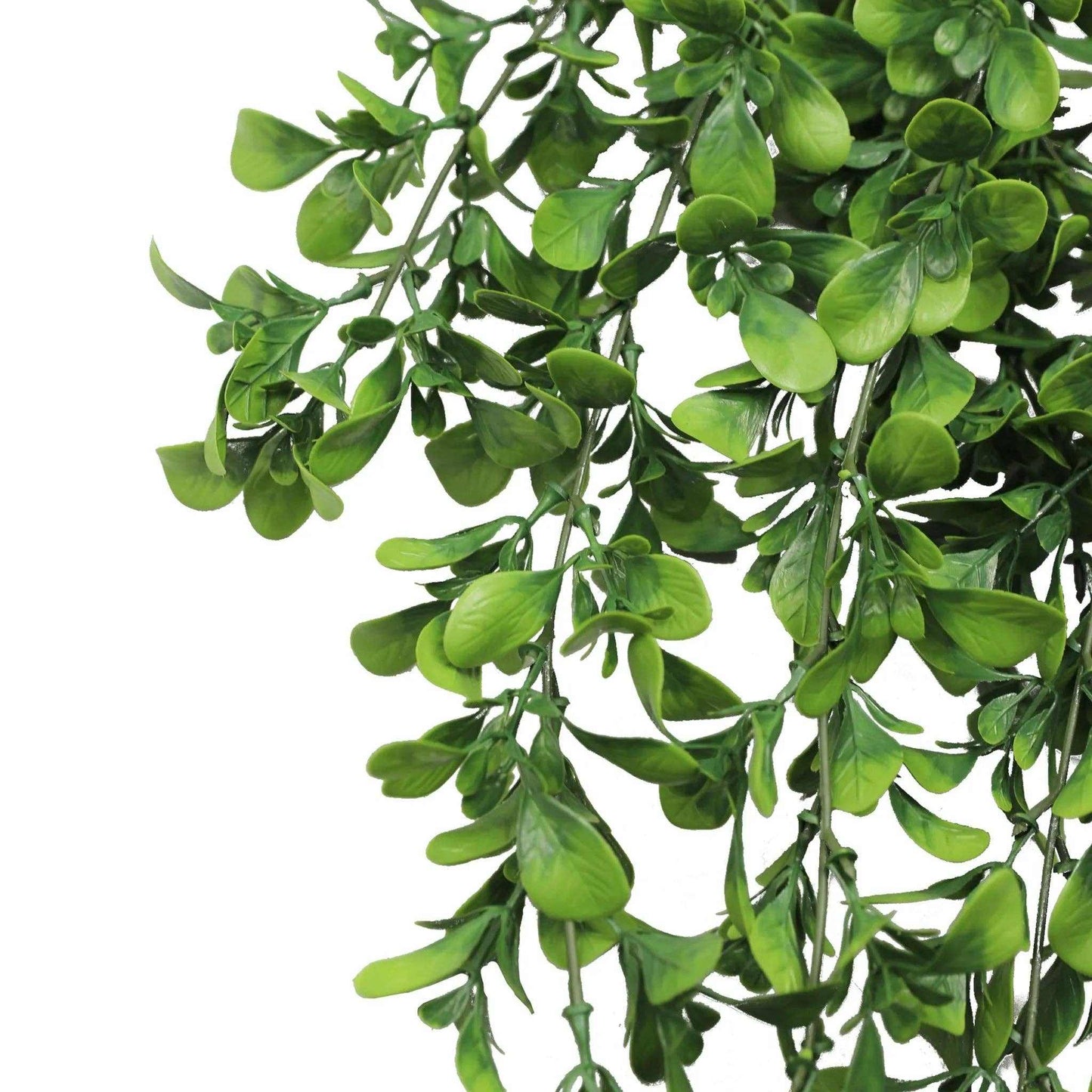 
                  
                    Artificial Creeping Fig Garland (UV Resistant + Fire Rated) - Curated Home Decor
                  
                