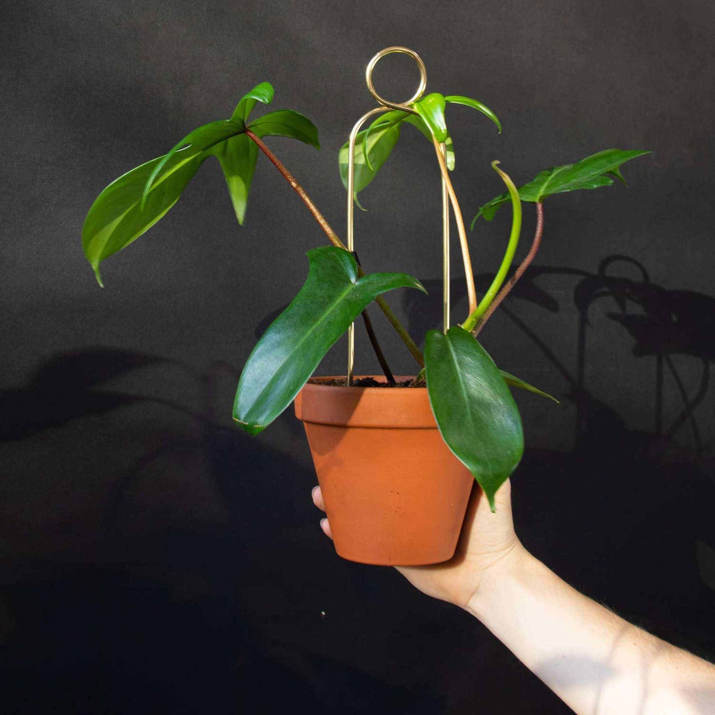 
                  
                    Mini Gold Plant Stake from rust - proof metal - Pompom - Curated Home Decor
                  
                