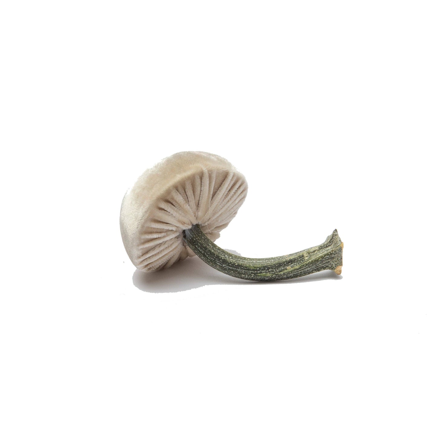 
                  
                    Mini Cream – 2"
                  
                