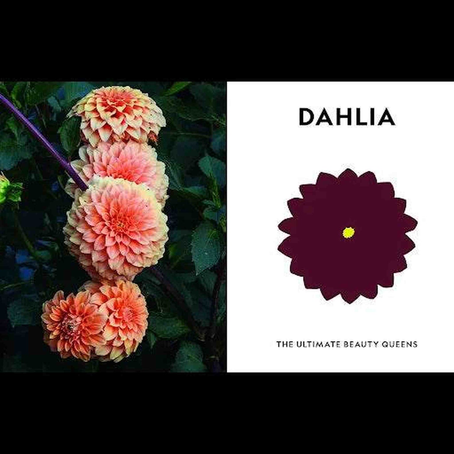 
                  
                    Superbloom - Curated Home Decor
                  
                