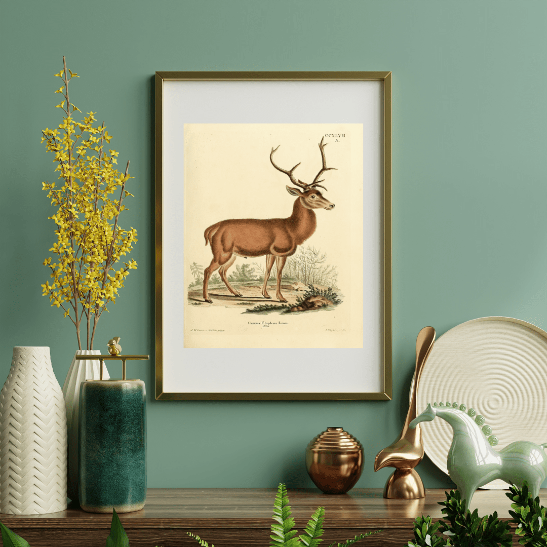 
                  
                    German Deer Antique Art Print - Curated Home Decor
                  
                