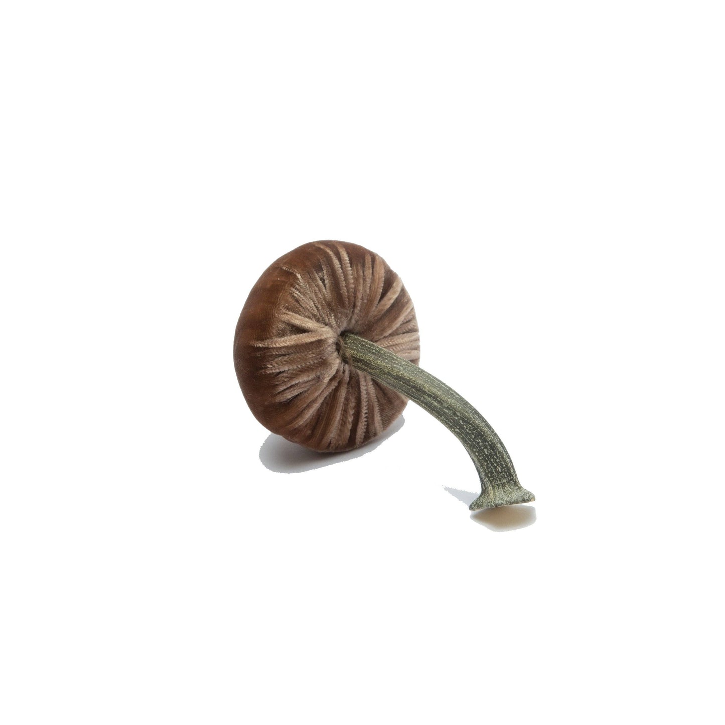 
                  
                    Mini Mocha – 2"
                  
                