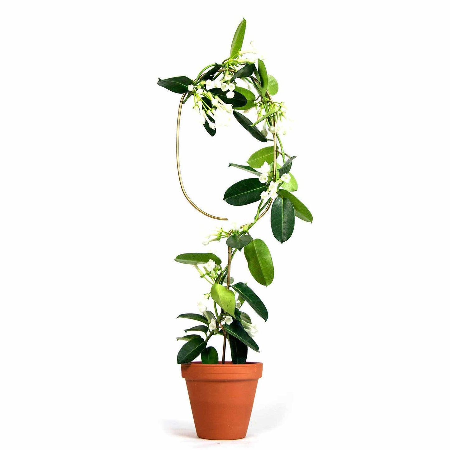 
                  
                    Gold Metal Plant Stake – Arch - Curated Home Decor
                  
                