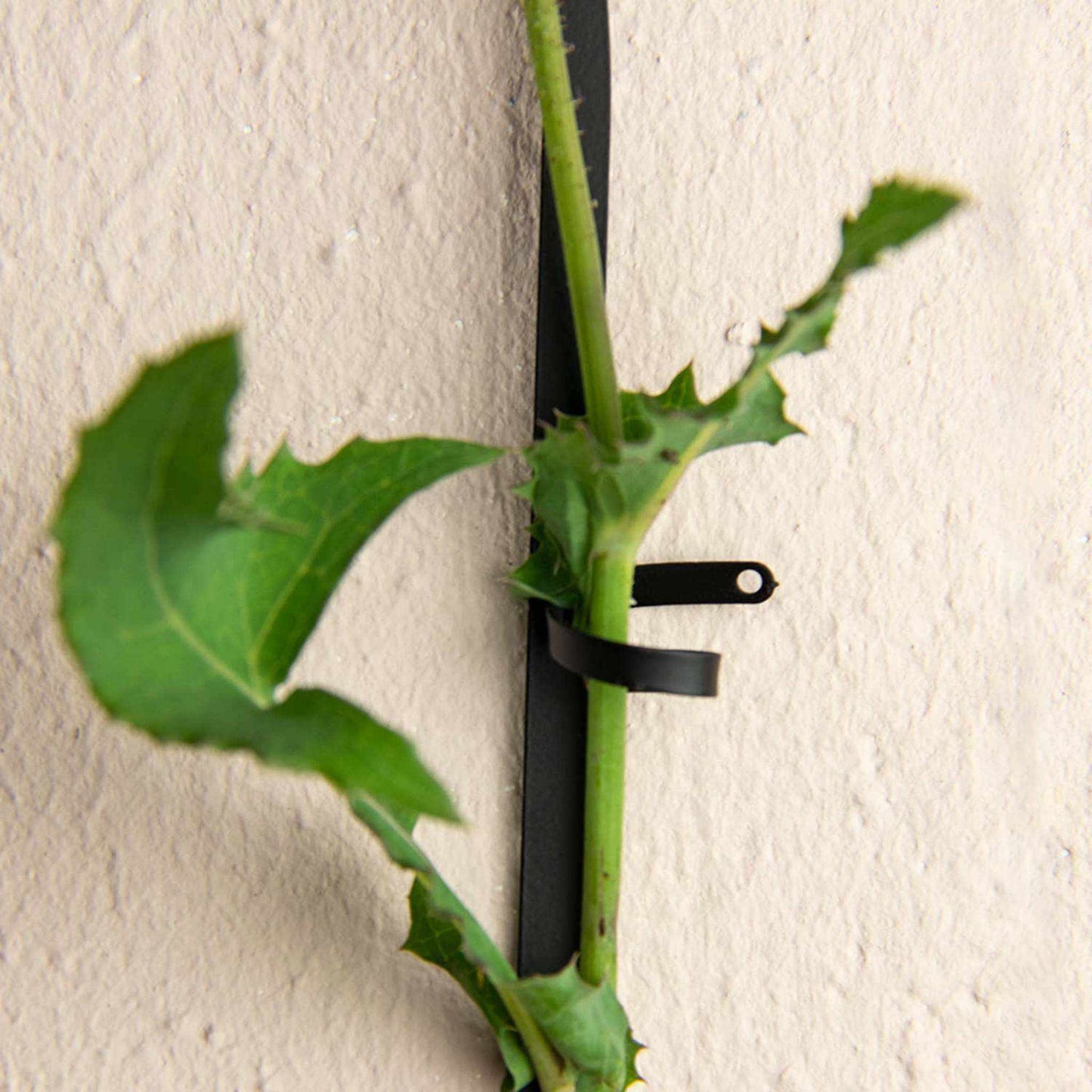 
                  
                    Black Brass Chain - Plant Support for climbing plants - Curated Home Decor
                  
                