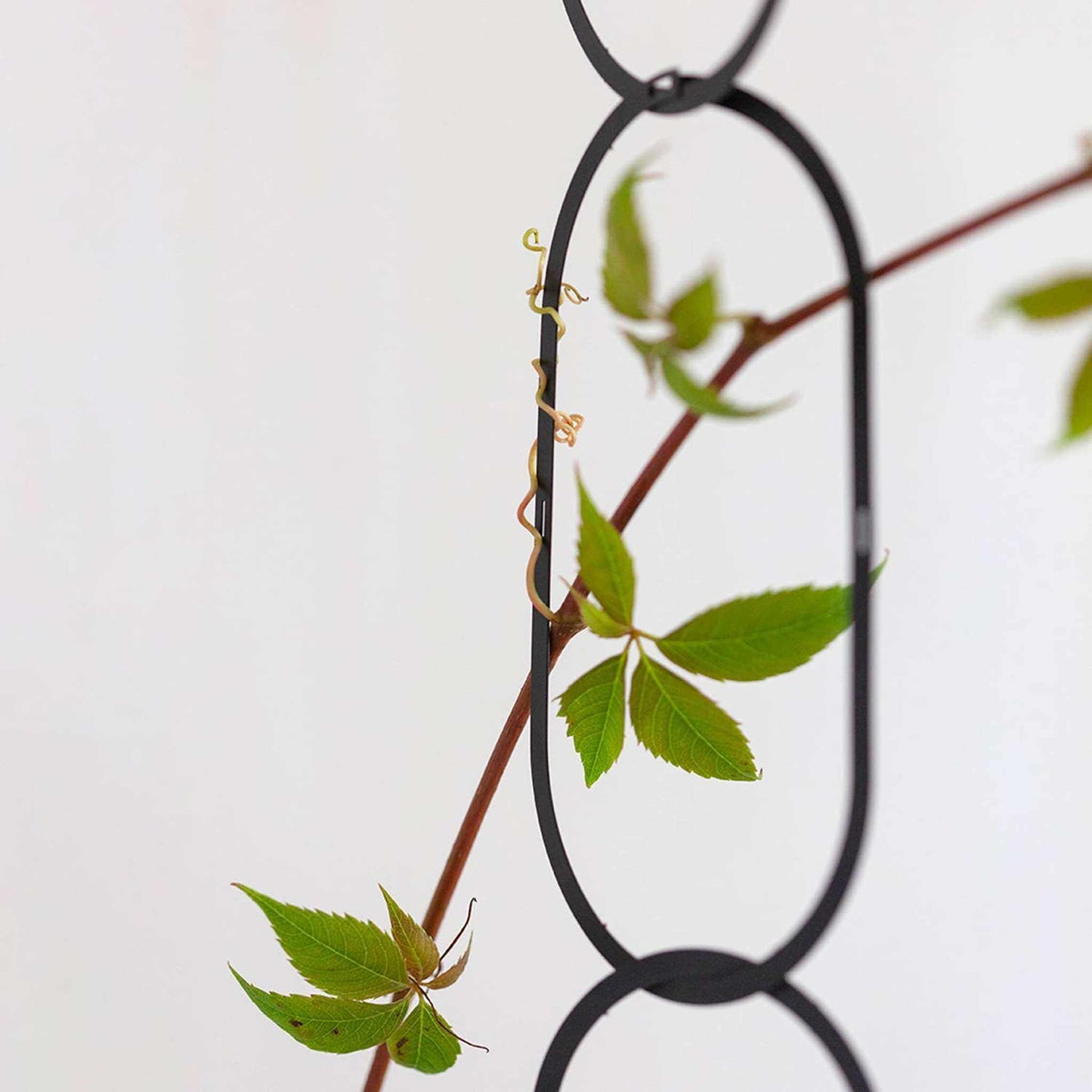 Black Brass Chain - Plant Support for climbing plants - Curated Home Decor