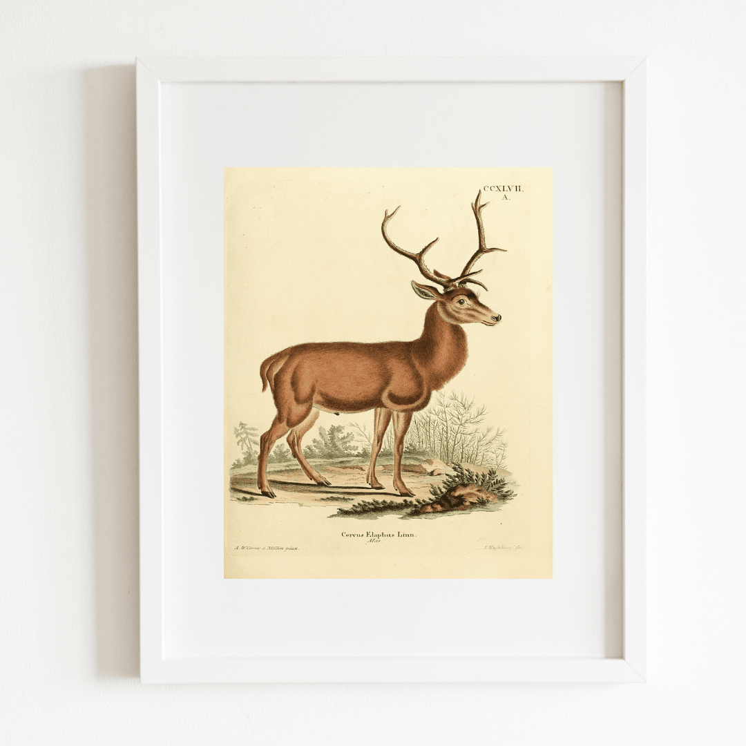
                  
                    German Deer Antique Art Print - Curated Home Decor
                  
                