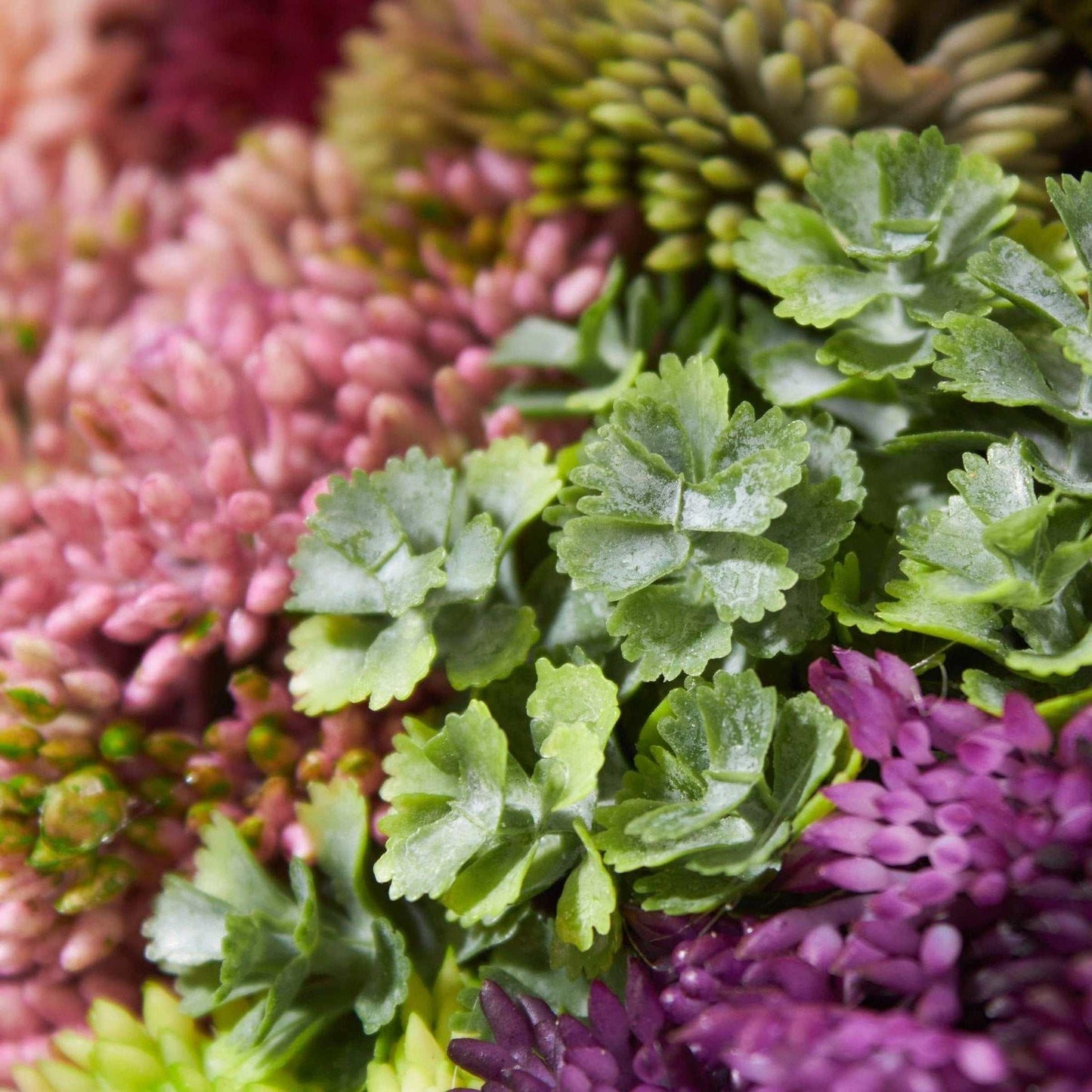 
                  
                    Elevate Sedum - Wide - Curated Home Decor
                  
                