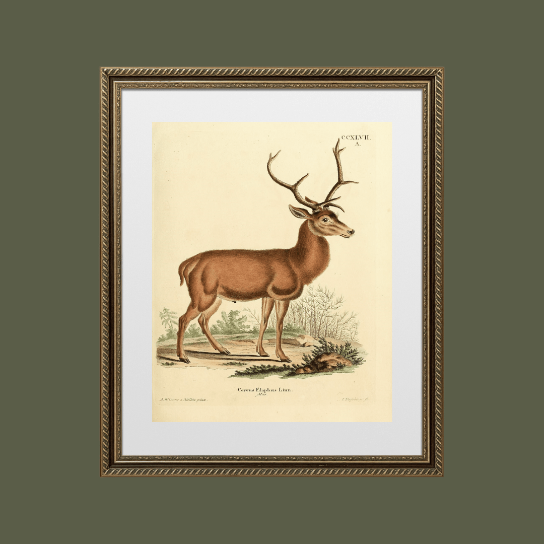 
                  
                    German Deer Antique Art Print - Curated Home Decor
                  
                