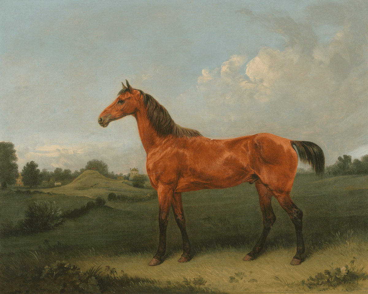
                  
                    British Bay Horse in a Field Antique Art Print - Curated Home Decor
                  
                