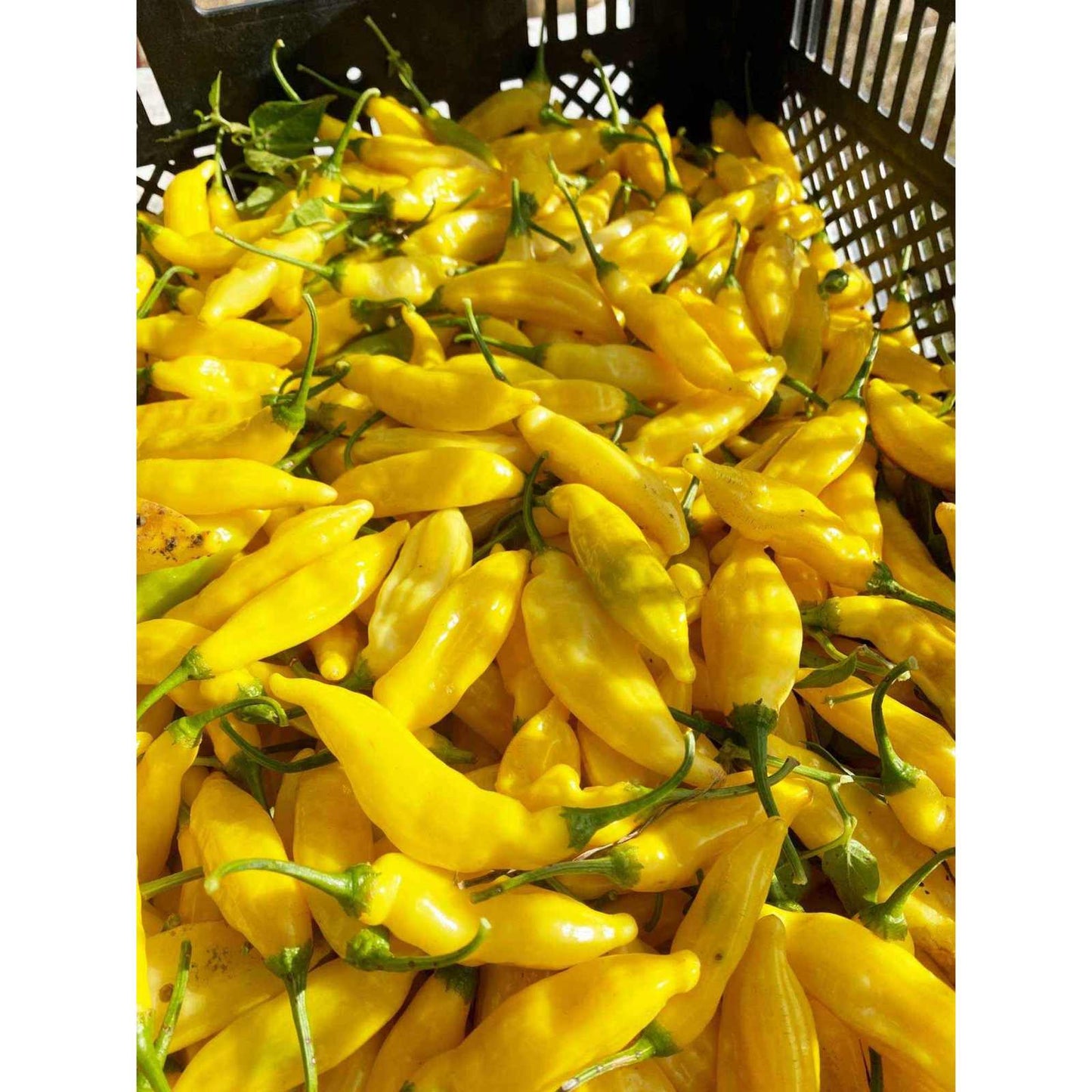 
                  
                    Aji Peach - 2025 International Flave Award Winner - Curated Home Decor
                  
                