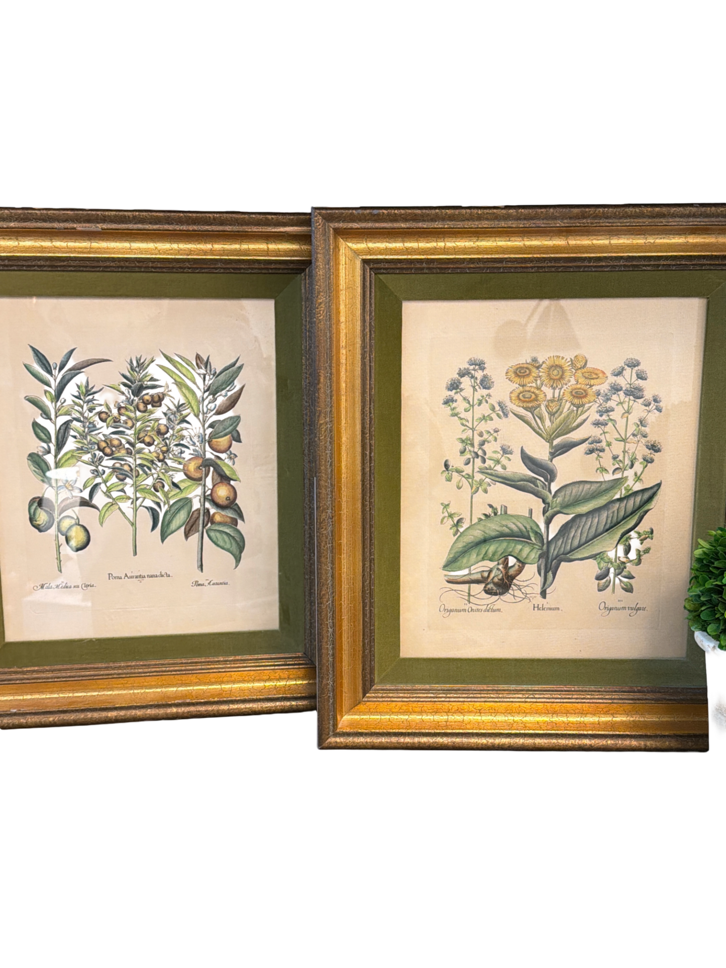 
                  
                    Framed Botanical Prints with Velvet Mat – Set of Two - Curated Home Decor
                  
                