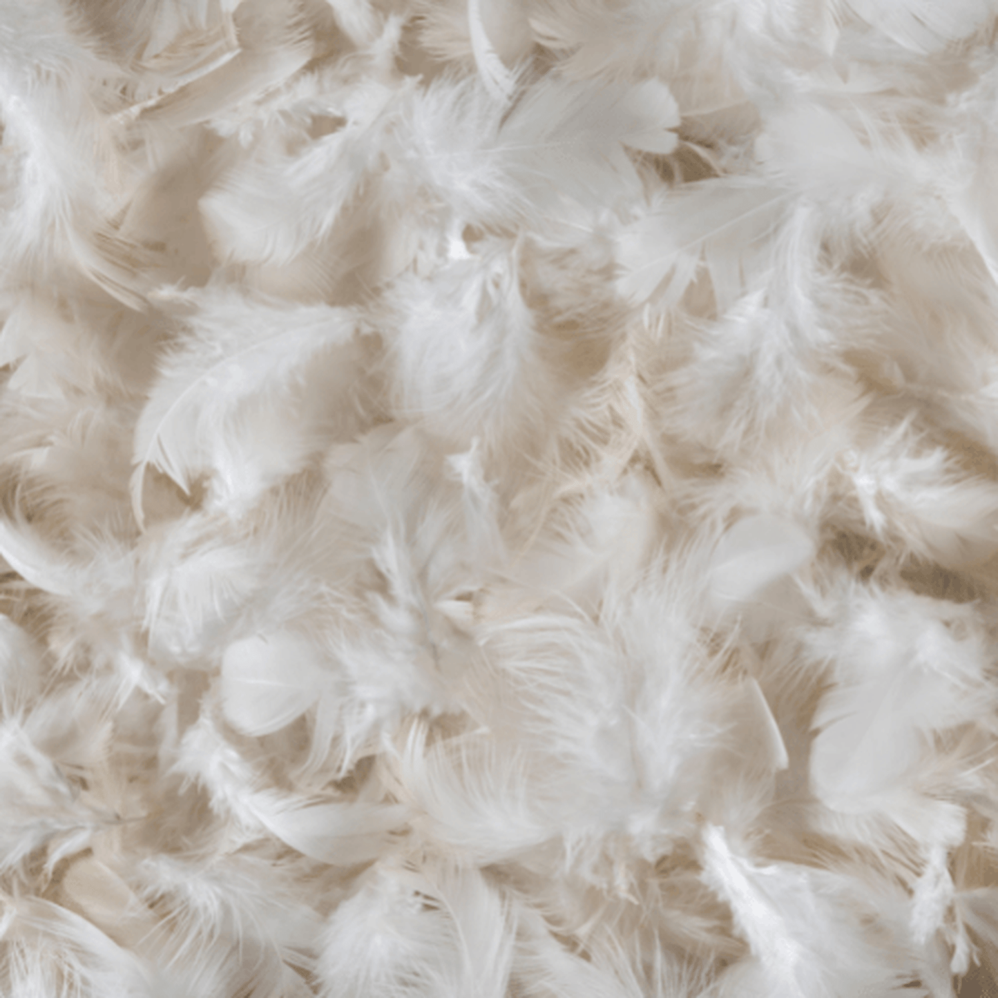 Close-up of white down feather pillow insert filling, 5% down 95% feather, luxury quality