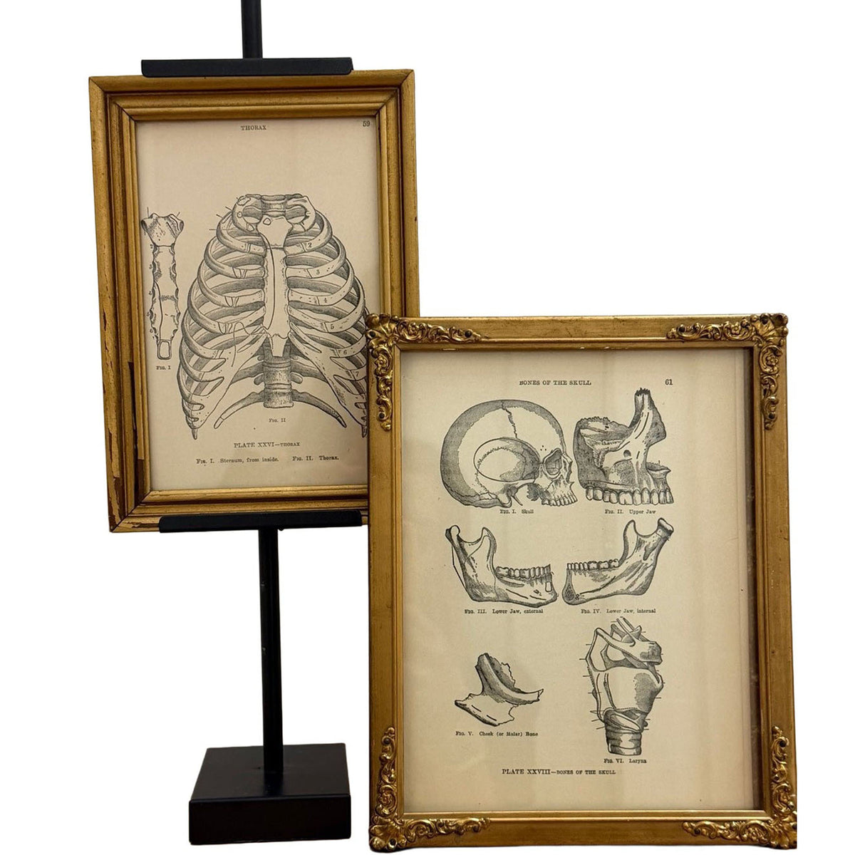 Vintage Framed Anatomy Prints – Set of 2 - Curated Home Decor