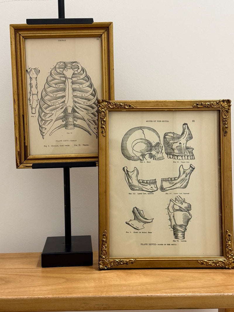 Vintage Framed Anatomy Prints – Set of 2