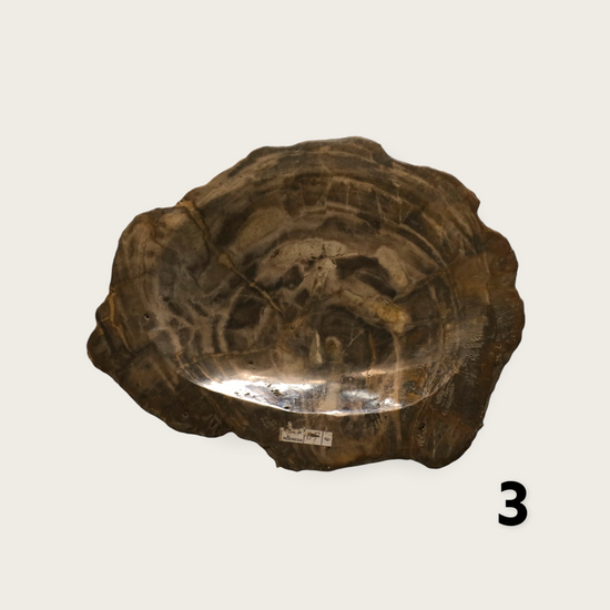 Shallow Petrified Wood Dish - Curated Home Decor